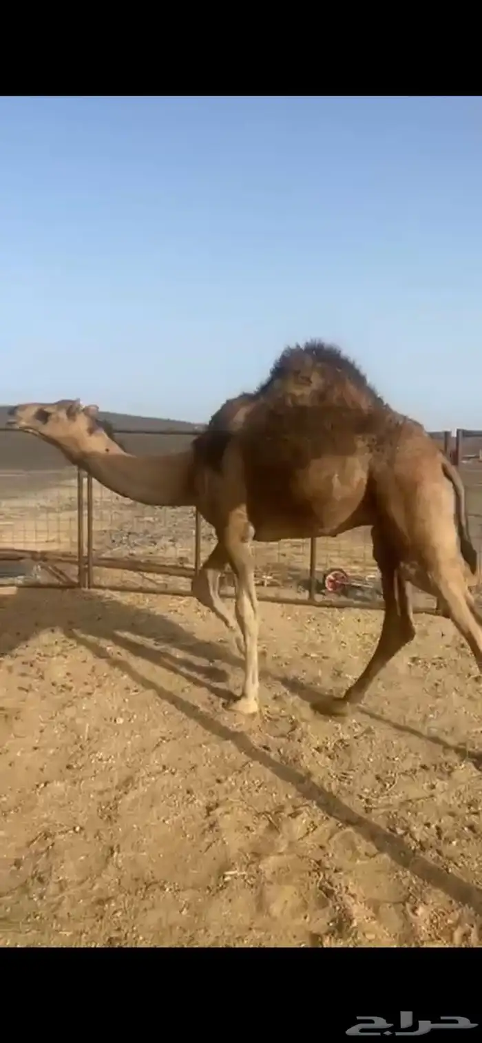 قعود مفرود بري فل شحم 0