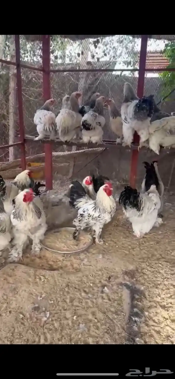دجاج برهما .. رقم التواصل 3