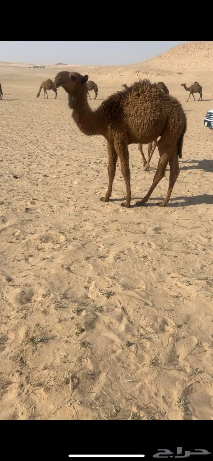 قعود اصفر كفو 2