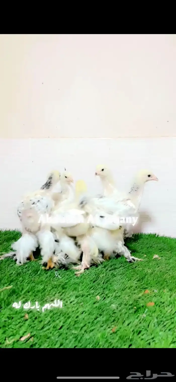صوص كولمبي 0