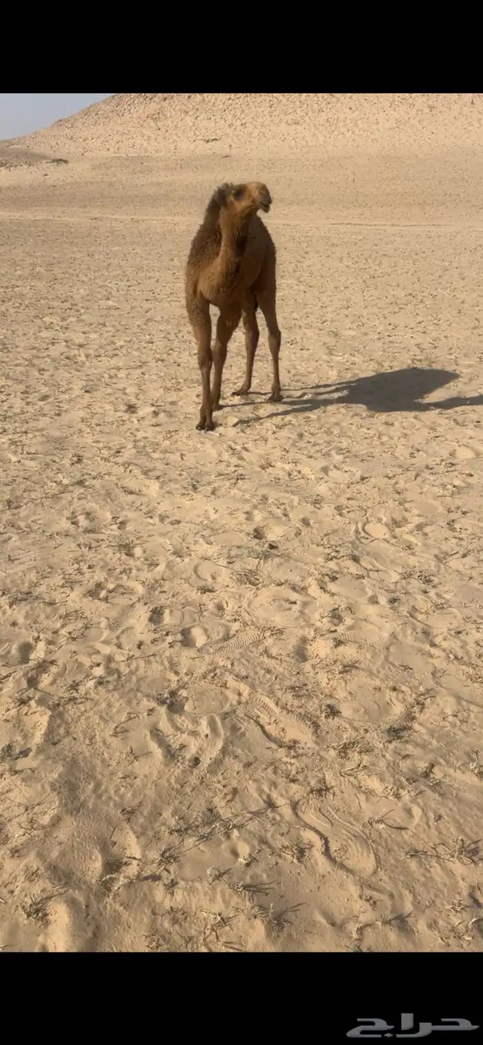 قعود اصفر كفو 4