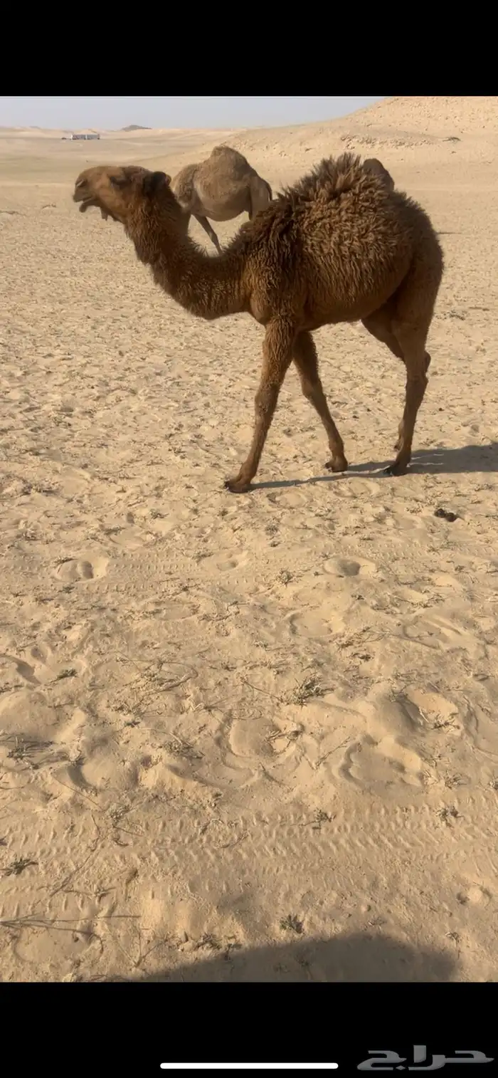 قعود اصفر كفو 1