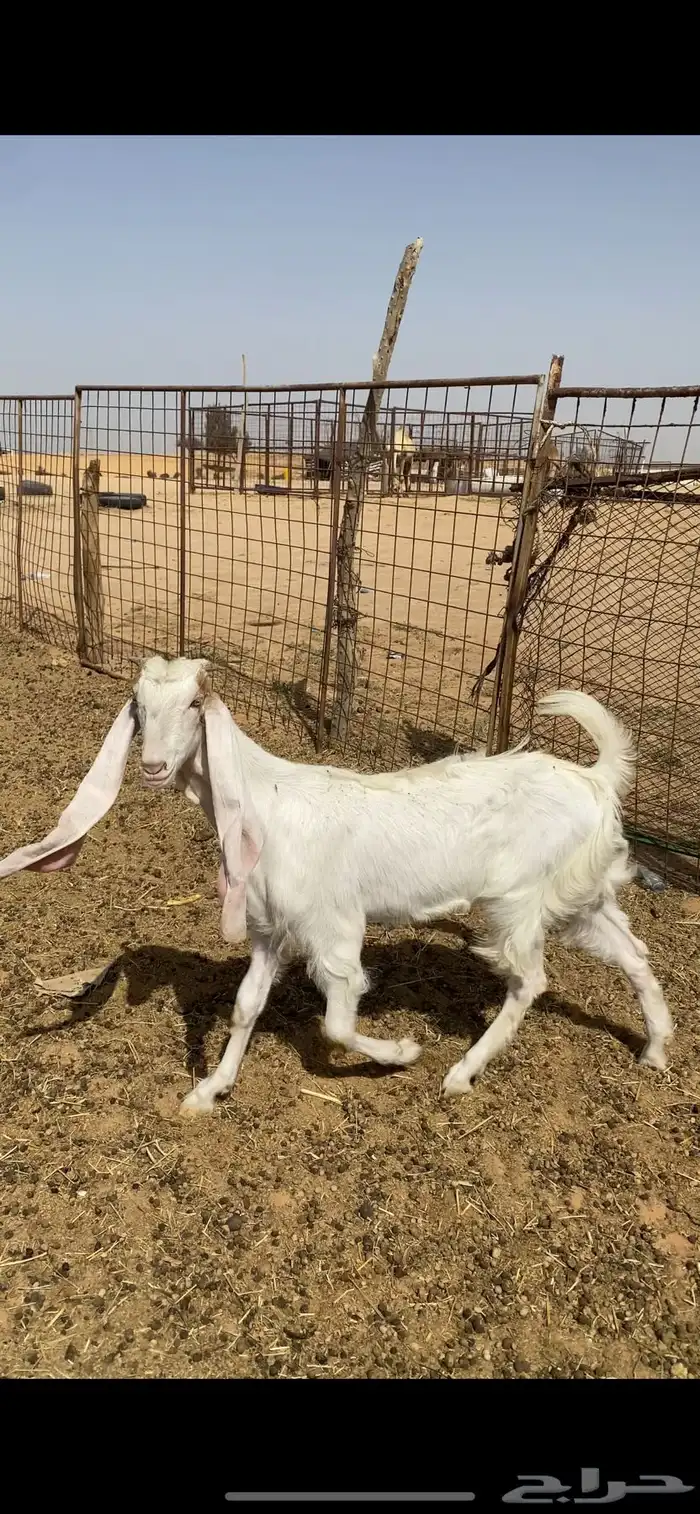 جفرة طييبة منوة القناي 3