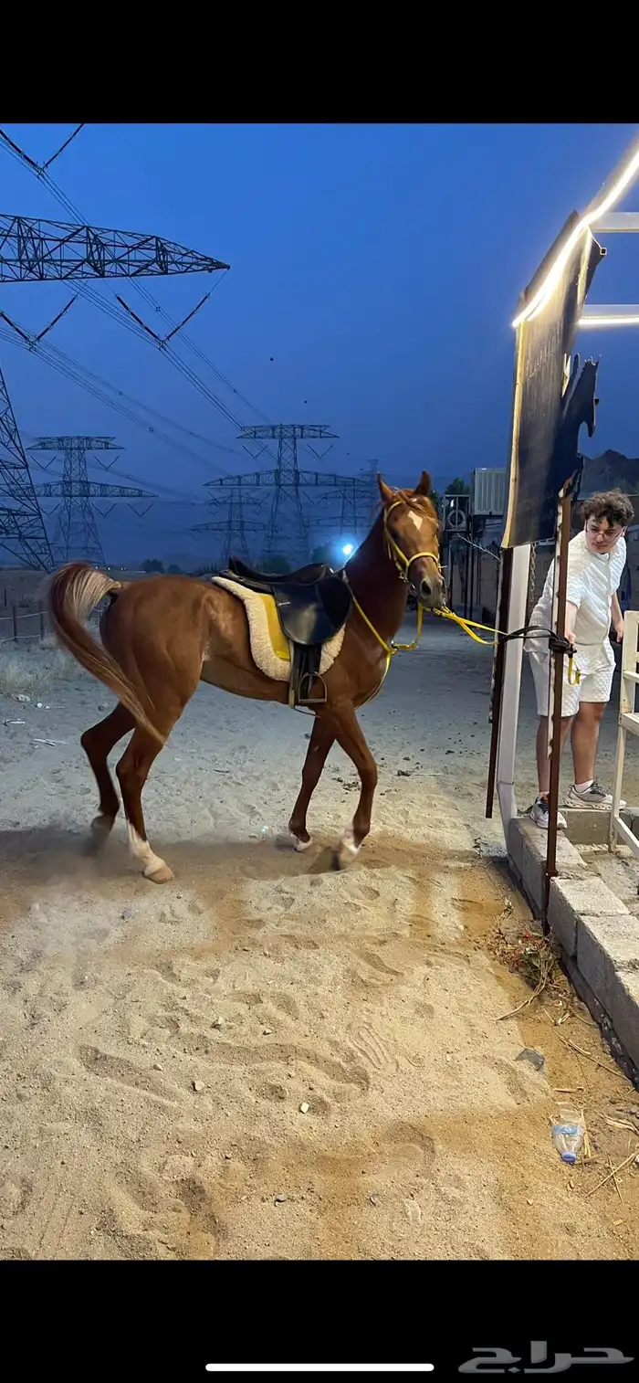 خيل عربي باوراق البيع مستعجل راجع اعلاني سابق 0