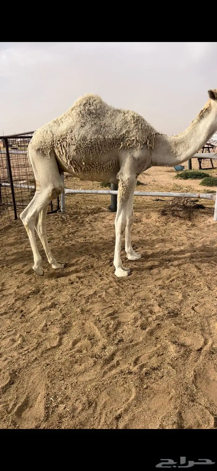 حشو قعدان 2 مفاريد م سيمت الموقع الدوادمي 2