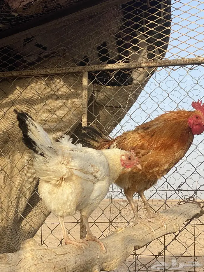 دجاج 4