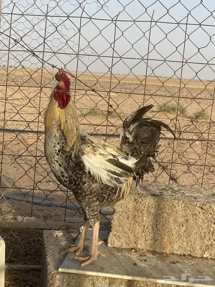 دجاج 5