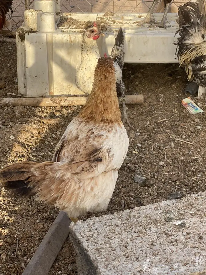 دجاج 11