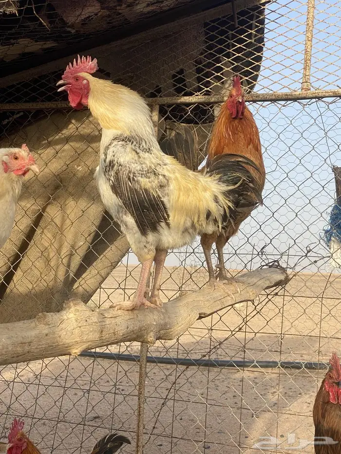 دجاج 8