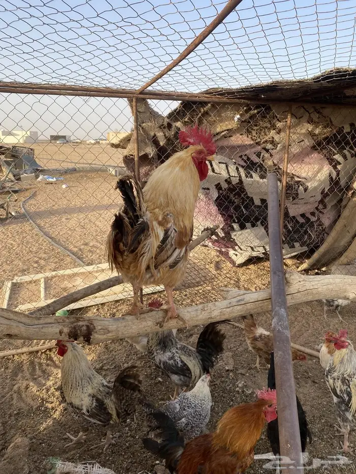 دجاج 13