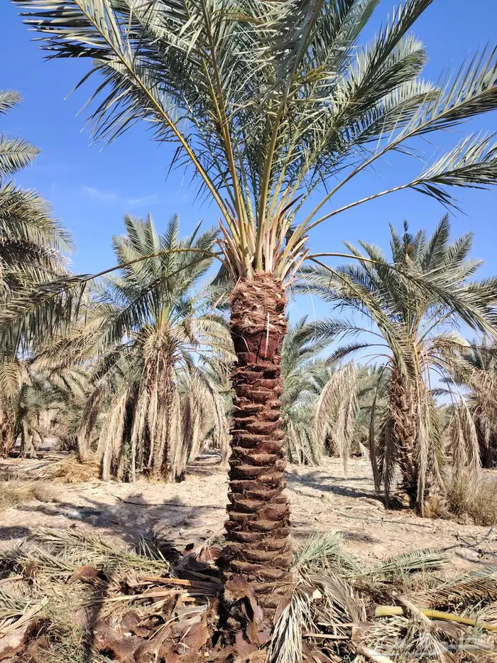 لدينا جميع انواع النخيل المثمره 2