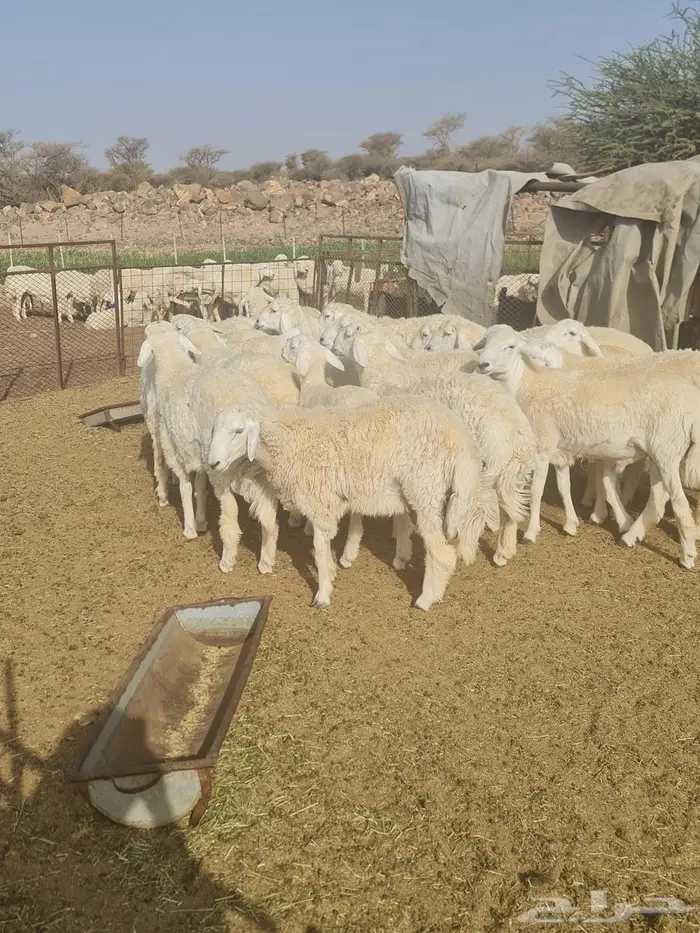 21 خروف العمر 11 شهر اضاحي 1