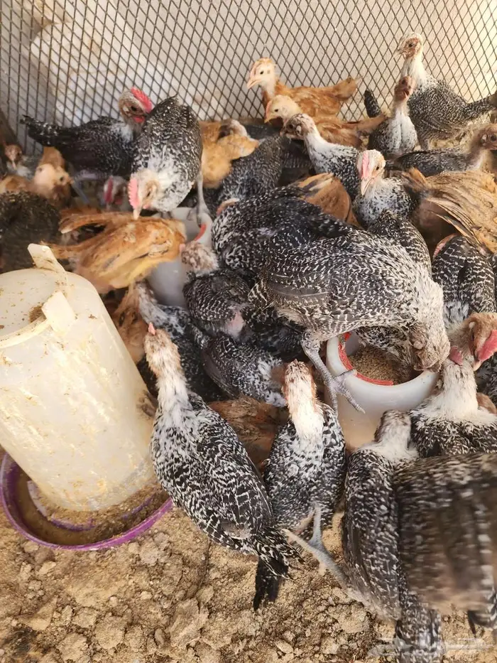 دجاج بلدي فيومي ذهبي فيومي شباب اصفر تركي 0