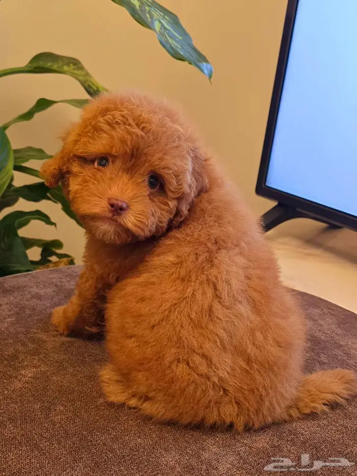 Mini toy poodle   and pomeranian and Yorkshire 5