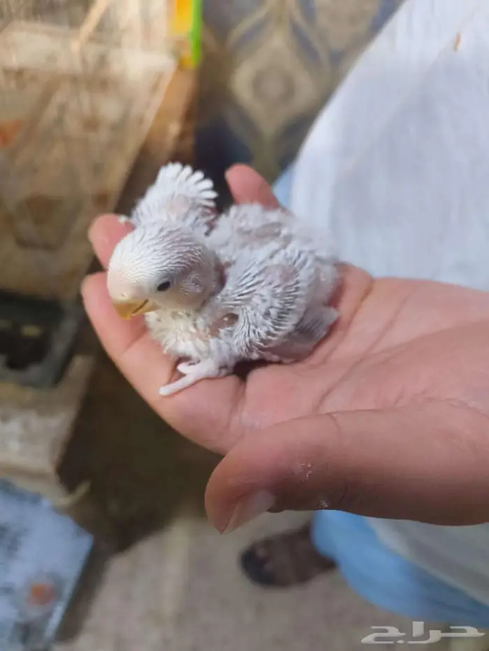 فروخ روز البينو 3