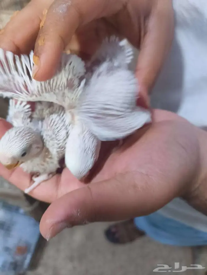 فروخ روز البينو 2