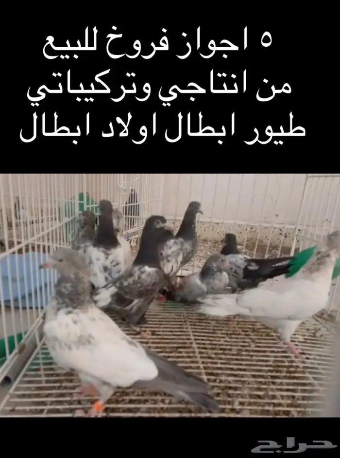 للبيع 5 اجواز طبات حمام باكستاني طيور ابطال 1