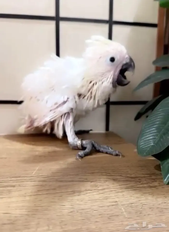 فرخ كوكاتو إمبريلا غر تم البيع 0