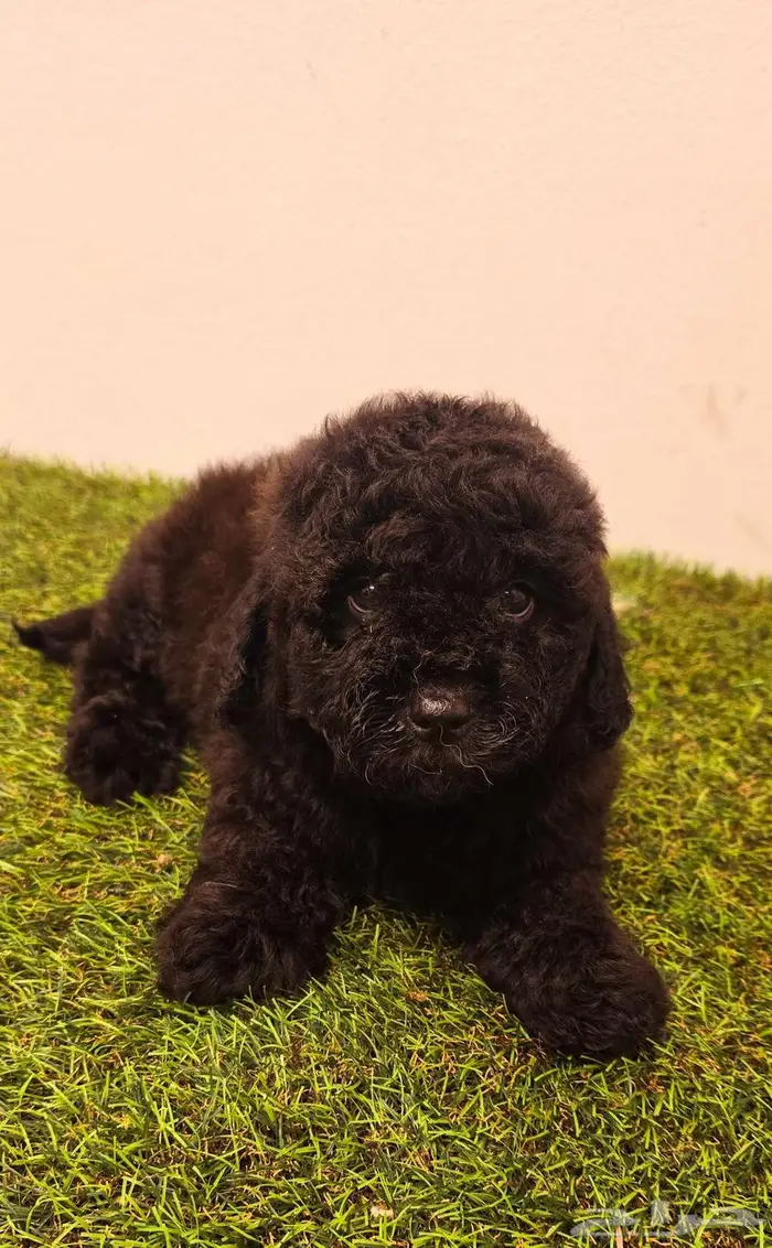 Mini toy poodle   and pomeranian and Yorkshire 6