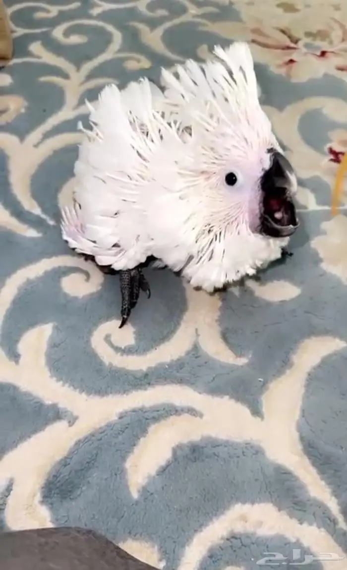 فرخ كوكاتو إمبريلا غر تم البيع 1