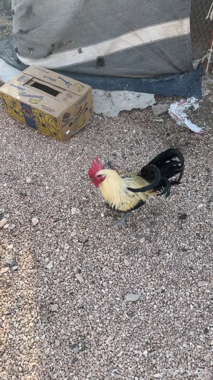 ديك للبيع حجم طيب وجرم 0