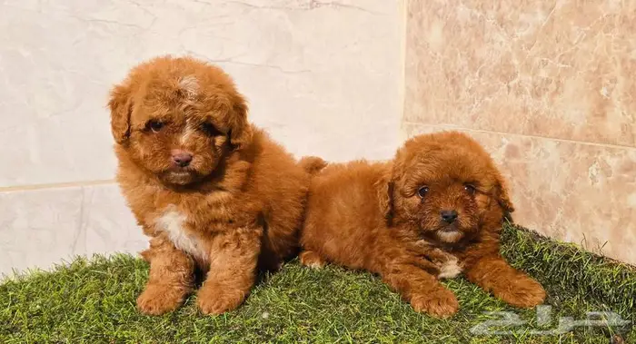 Mini toy poodle   and pomeranian and Yorkshire 3