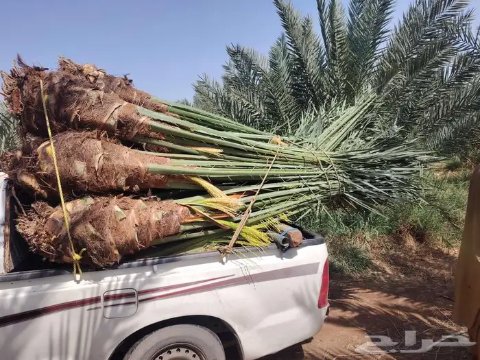 لدينا جميع انواع النخيل المثمره 0