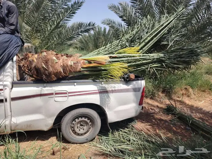 لدينا جميع انواع النخيل المثمره 3