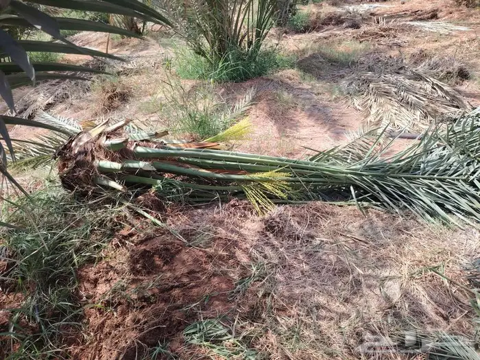 لدينا جميع انواع النخيل المثمره 4