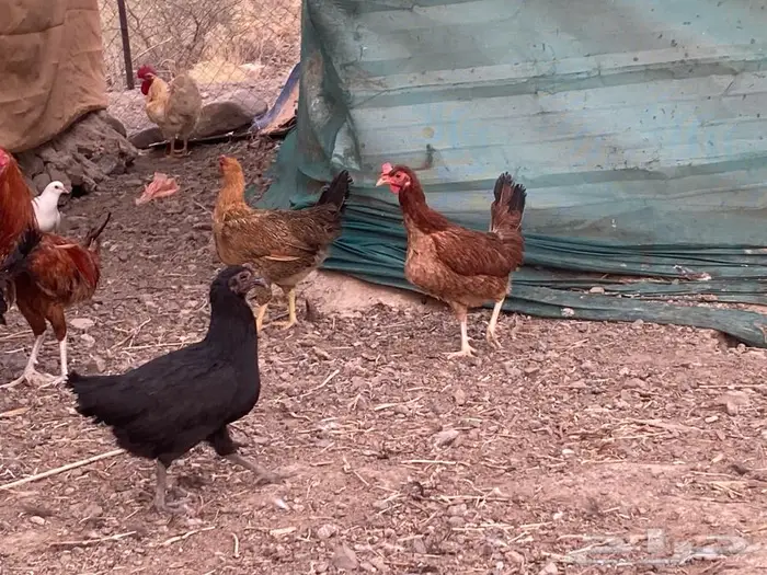 دجاج بلدي للبيع 1
