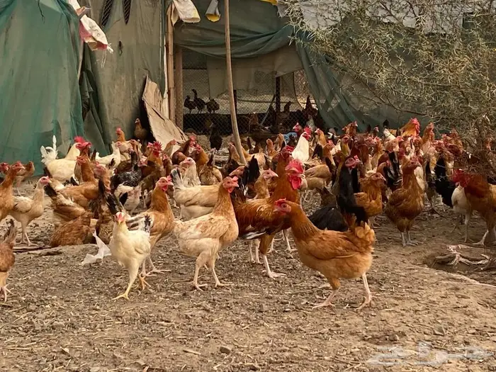 دجاج بلدي للبيع 0