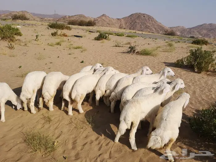 طليان حري مع خدمة التوصيل لباب البيت 8