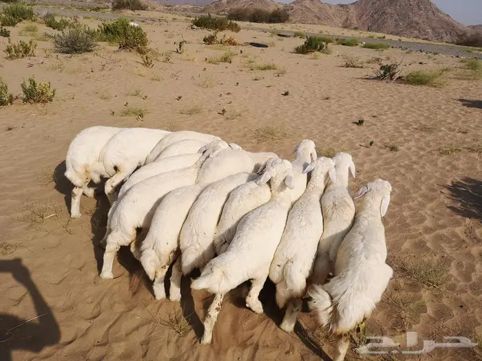 طليان حري مع خدمة التوصيل لباب البيت 7