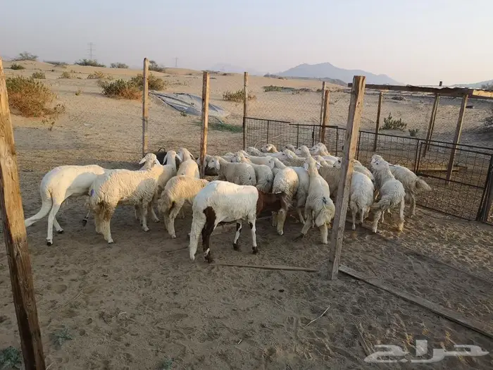 طليان حري مع خدمة التوصيل لباب البيت 1