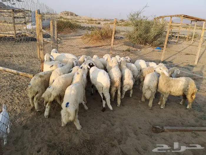 طليان حري مع خدمة التوصيل لباب البيت 3