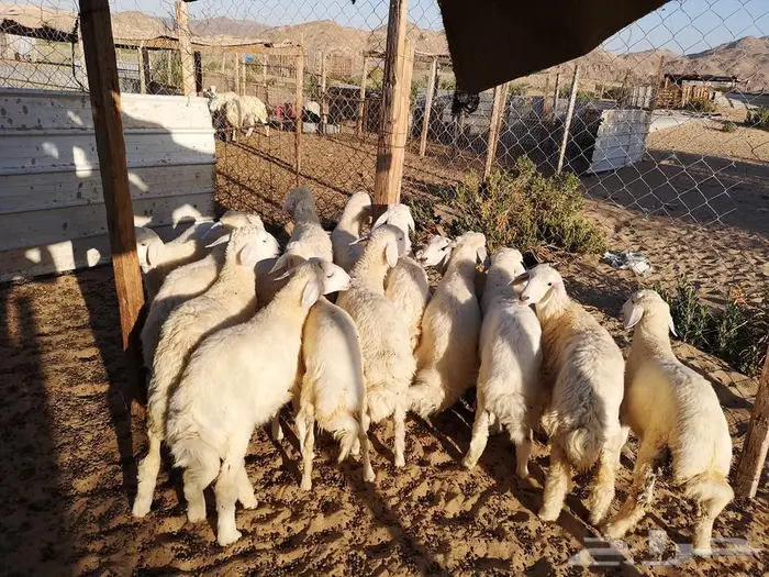 طليان حري مع خدمة التوصيل لباب البيت 0