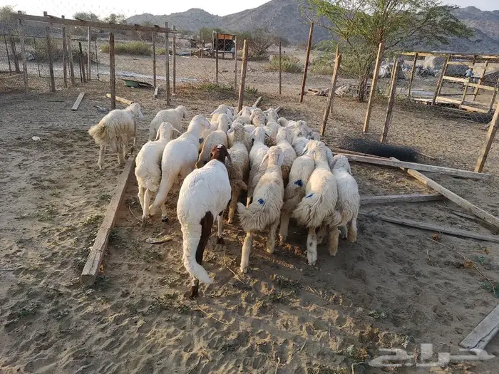 طليان حري مع خدمة التوصيل لباب البيت 6