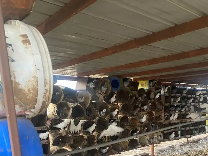 حمام زاجل وفرنسي 2