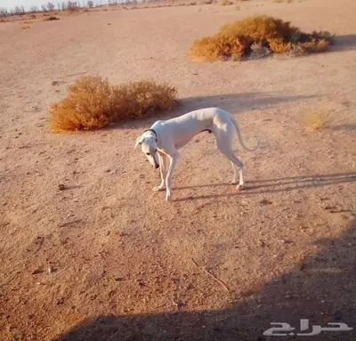 سلوقي ضاع مني حول طريف 0