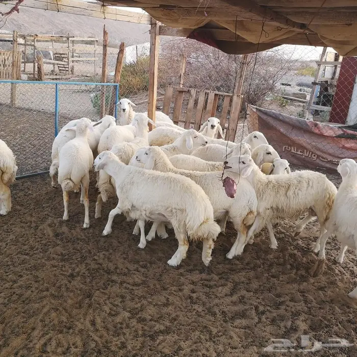 طليان حري مع خدمة التوصيل لباب البيت 9