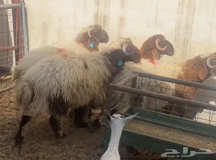 جذعان 2