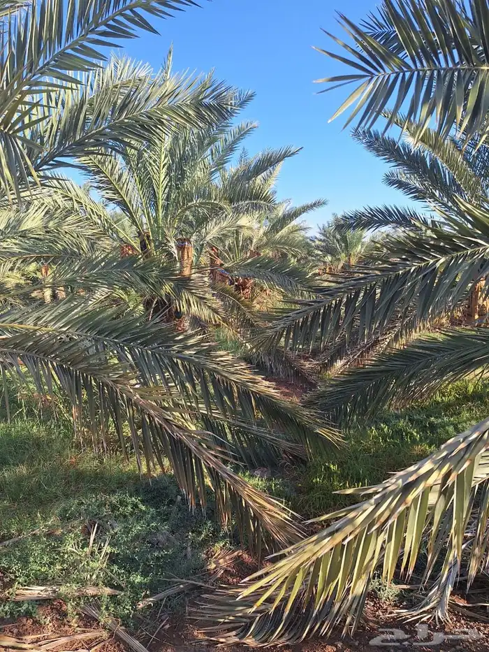 للبيع مزرعتين متلاصقتين 1000 نخلة عجوة فاخرة 8