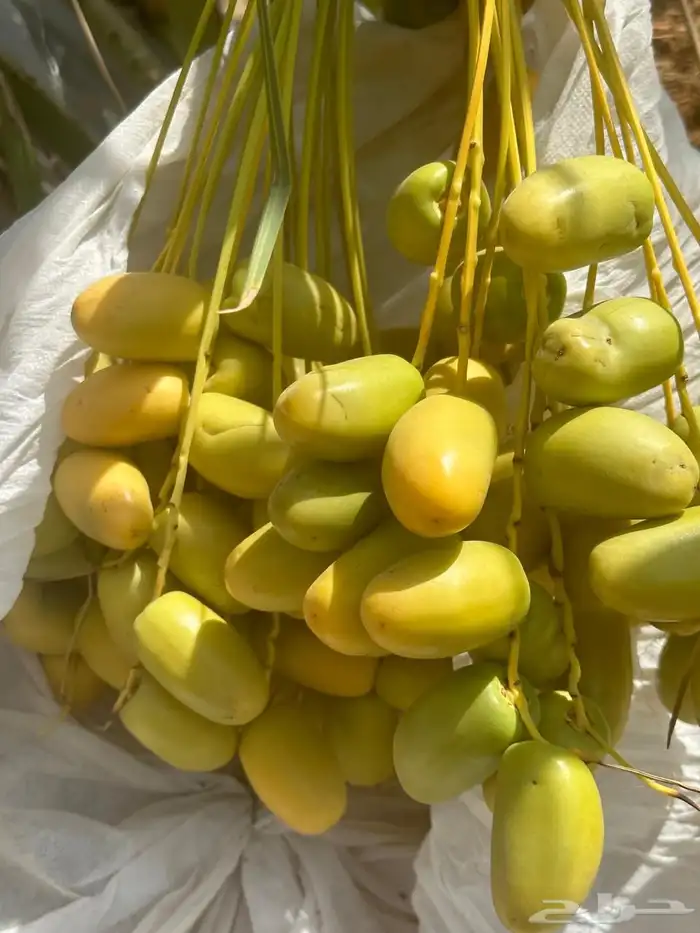 نخل مثمر للبيع 6