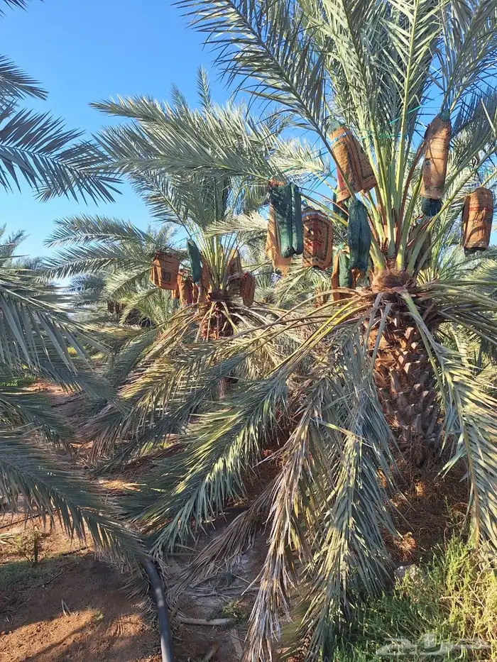 للبيع مزرعتين متلاصقتين 1000 نخلة عجوة فاخرة 4