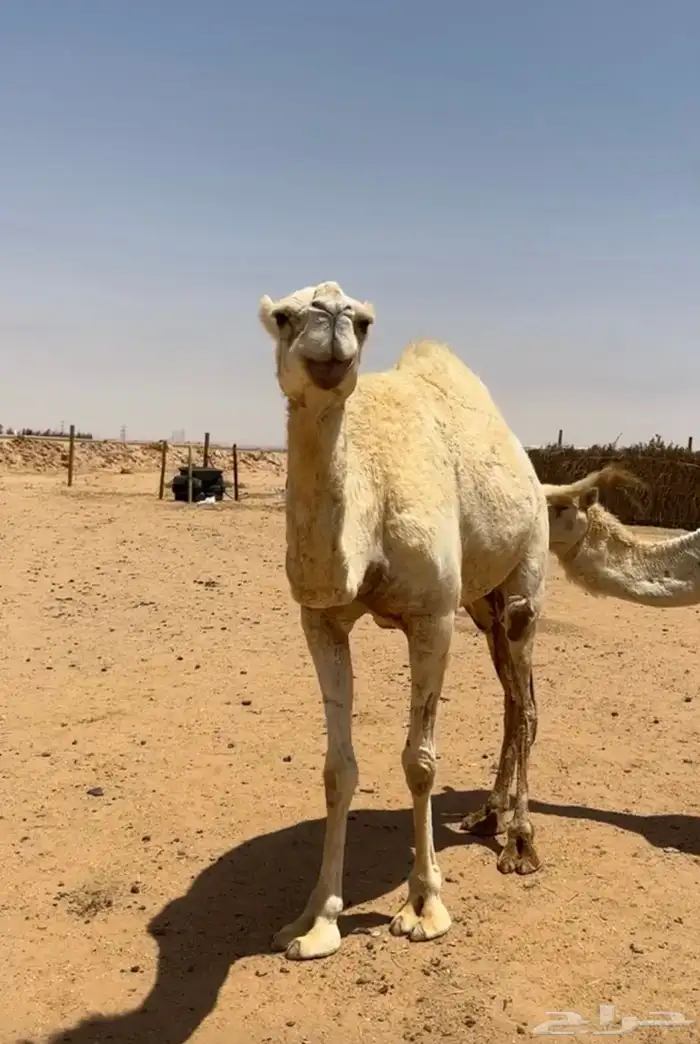 ناقه لقحه لها سبع شهور 0