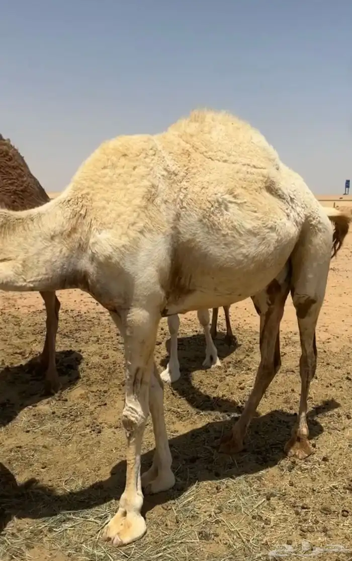 ناقه لقحه لها سبع شهور 1