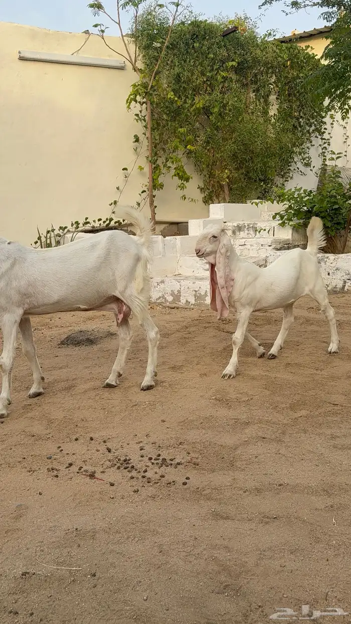 عنز بيضا مطوره تحتها جفرها 3