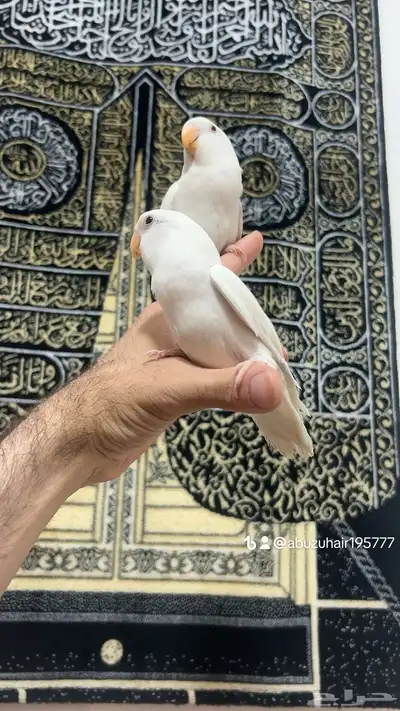 طيور روز أليفة لطيفين ولاعبين واللي يبغى زين يلحق عليه 6
