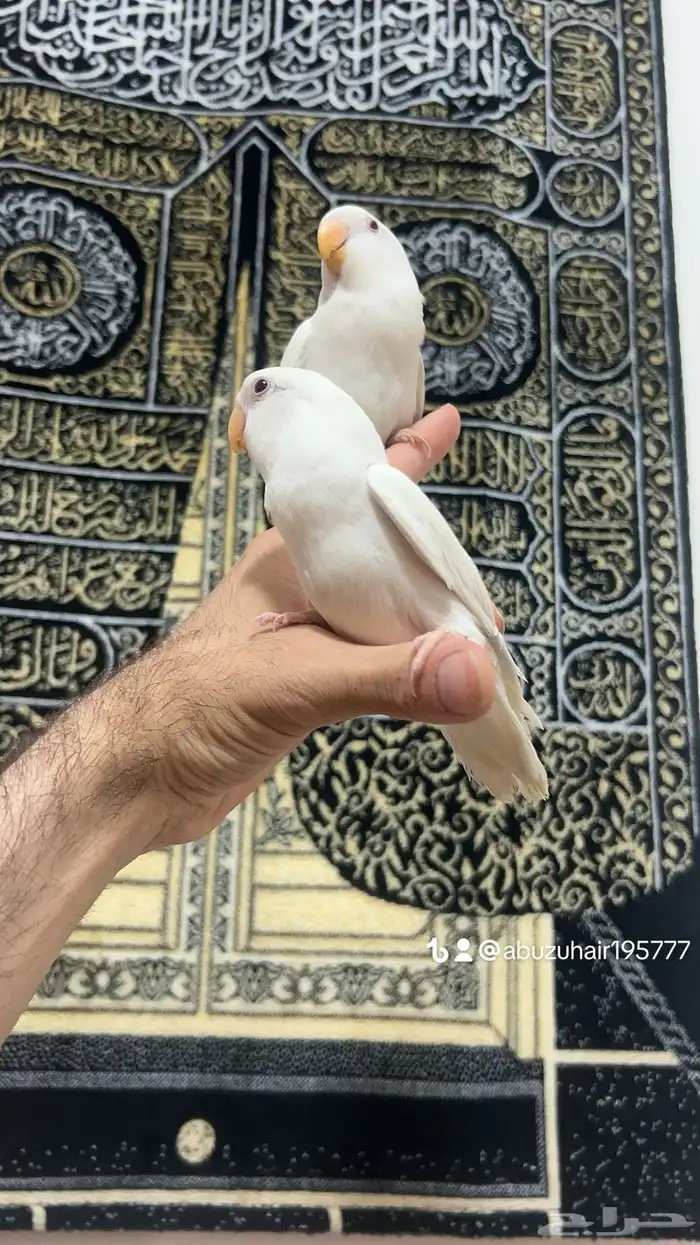 طيور روز أليفة لطيفين ولاعبين واللي يبغى زين يلحق عليه 6