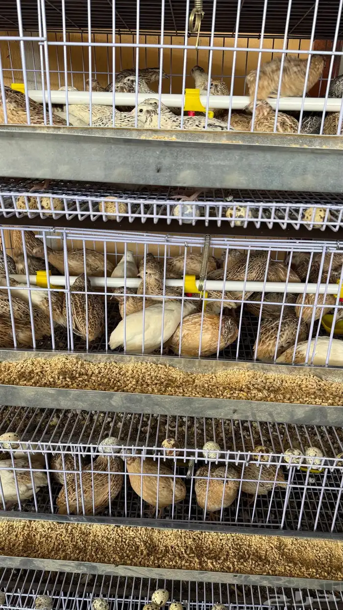 بطارية سمان فري للبيع 1